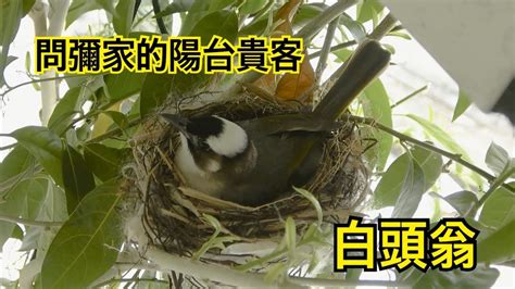 白頭翁築巢徵兆